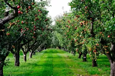 بیمارهای شایع درخت سیب