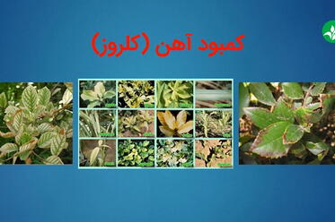 مشکل کمبود آهن