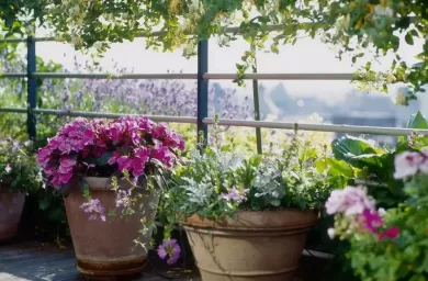 ده اشتباه رایج در خصوص باغبانی گلدانی