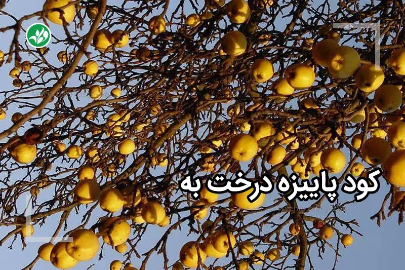 کود پاییزه به