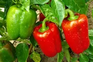 بوته فلفل دلمه ای قرمز و سبز