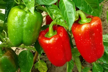 بوته فلفل دلمه ای قرمز و سبز