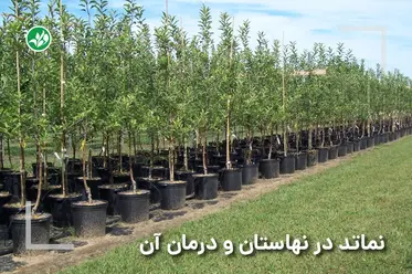 نماتد در نهالستان