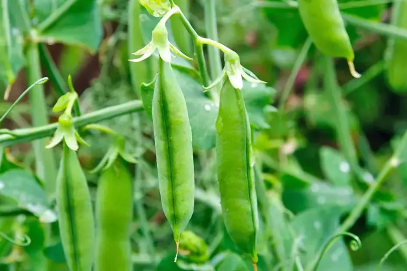 کاشت نخود فرنگی ارگانیک