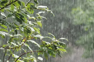 اثرات آب باران بر محصولات کشاورزی