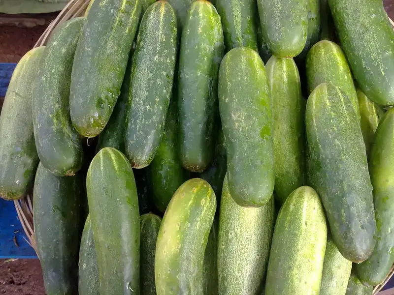خیار با لکه های سفید