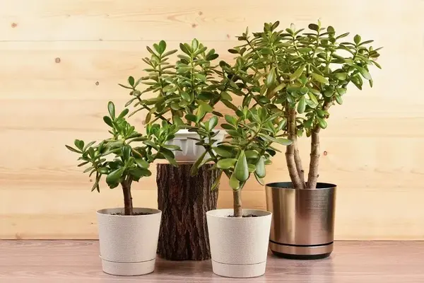 گیاه یشم، نحوه نگهداری و کاشت