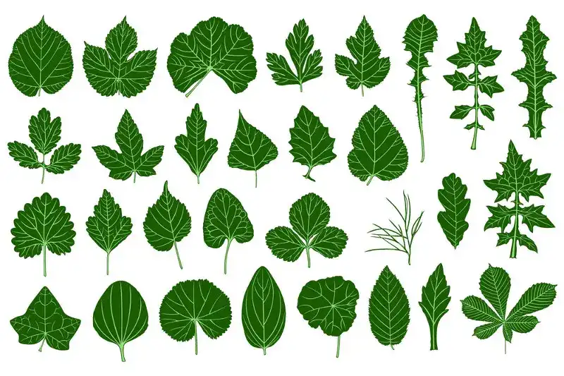 ساختار برگ گیاهان