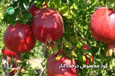کود مخصوص درخت انار