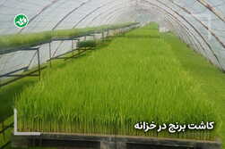 کاشت برنج در گلخانه