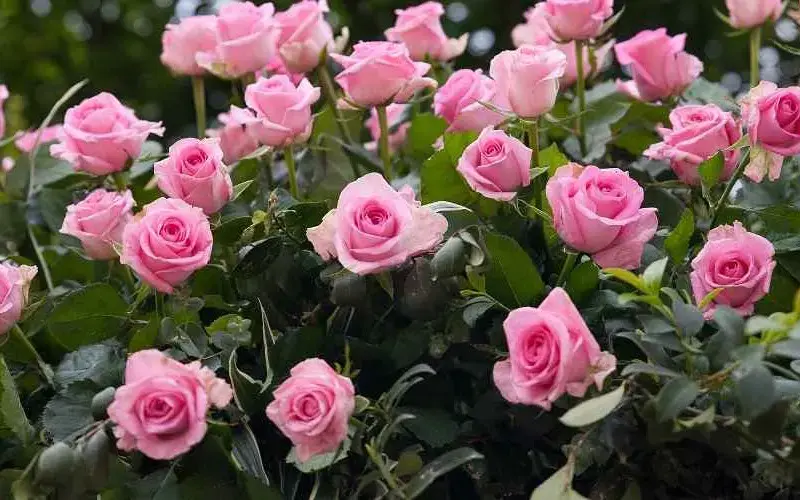 کوددهی گل رز