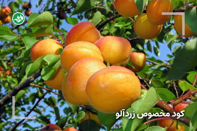 کود مخصوص زردآلو