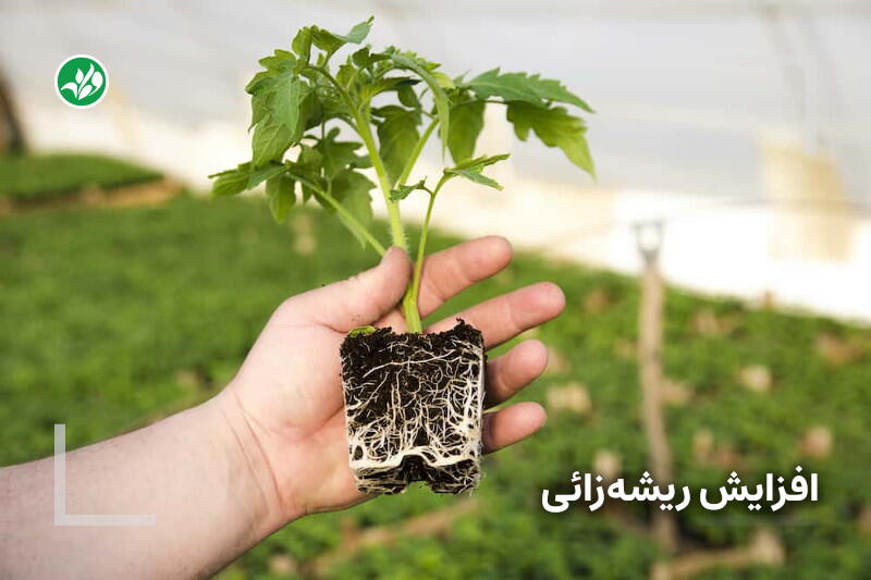 افزایش ریشه زایی