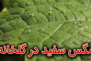 مگس سفید در گلخانه
