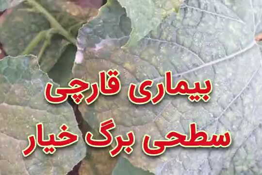 بیماری قارچی سطحی برگ خیار