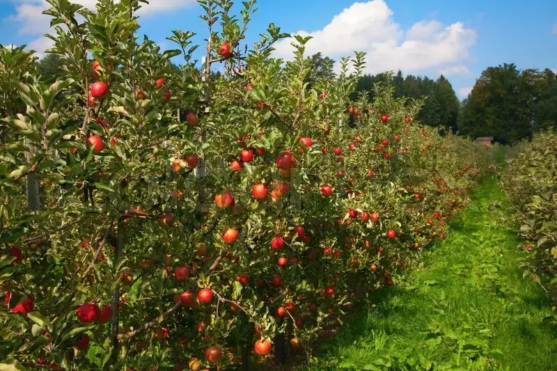 اصول کاشت درختان سیب