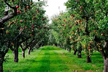 بیمارهای شایع درخت سیب