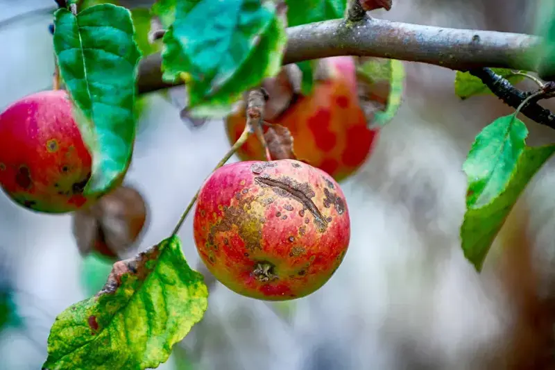 بیماری اسکب سیب