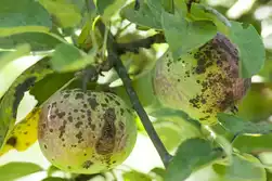 بیماری لکه سیاه سیب