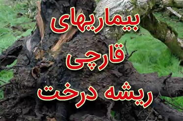 بیماری‌های قارچی ریشه درخت