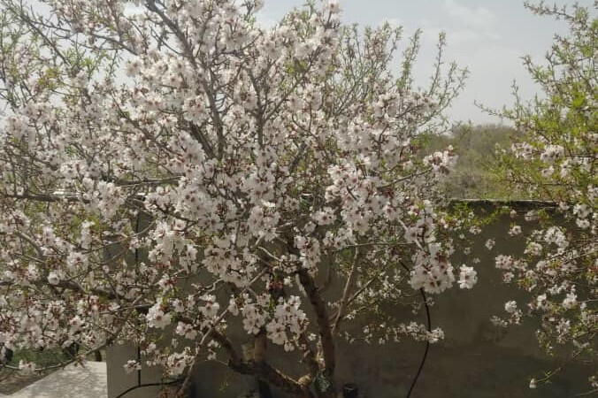 وضعیت درختی که از کود بهاره استفاده نکرده است
