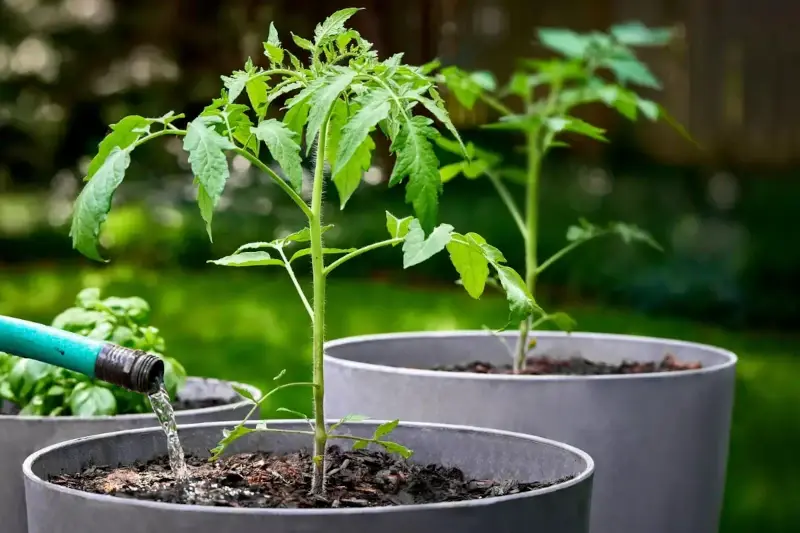 خاک باغچه برای گلدان