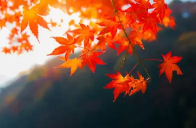 چرا رنگ برگ درختان در پاییز عوض می‏‌شود؟
