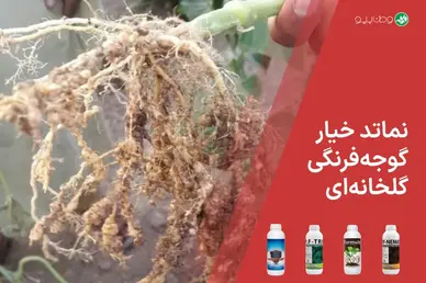 نماتد خیار و گوجه فرنگی گلخانه