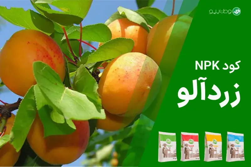 کود NPK زردآلو