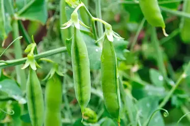 کاشت نخود فرنگی ارگانیک