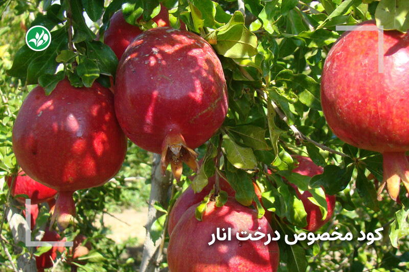 کود مخصوص درخت انار