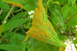 بیماری زنگ گیاهی زیر برگ