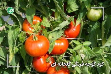 برنامه کودی گوجه فرنگی گلخانه‌ای