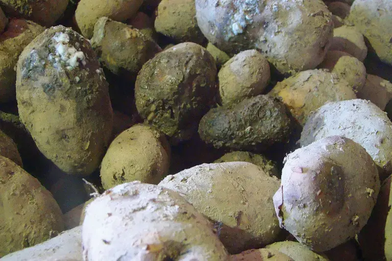 بیماری پوسیدگی غده سیب زمینی