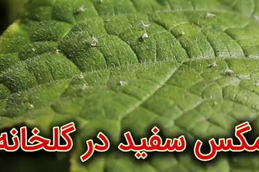 مگس سفید در گلخانه