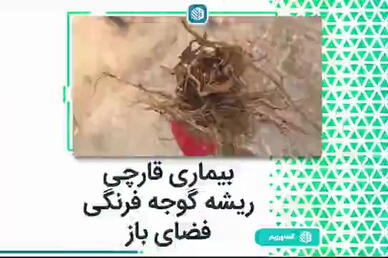 بیماری قارچی ریشه گوجه فرنگی فضای باز