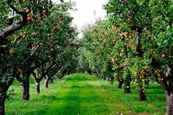 بیمارهای شایع درخت سیب