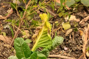 بیماری مینای زرد گیاهان