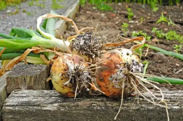 پوسیدگی پیاز گیاهان