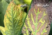 نکروز و کلروز برگ گیاه