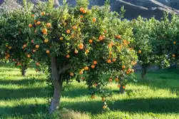بیمارهای شایع درخت پرتغال