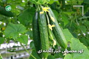 کود مخصوص خیار گلخانه‌ای