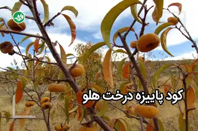 کود پاییزه هلو