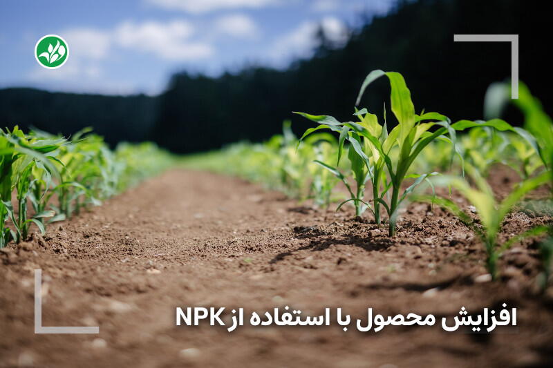 افزایش باردهی با استفاده از کودهای NPK در کشتهای فضای باز