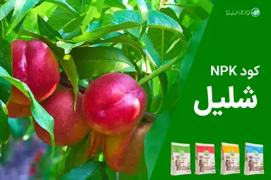 کود NPK شلیل