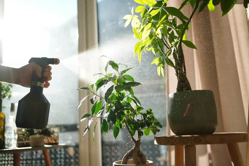 اسپری آب روی برگ گیاهان آپارتمانی