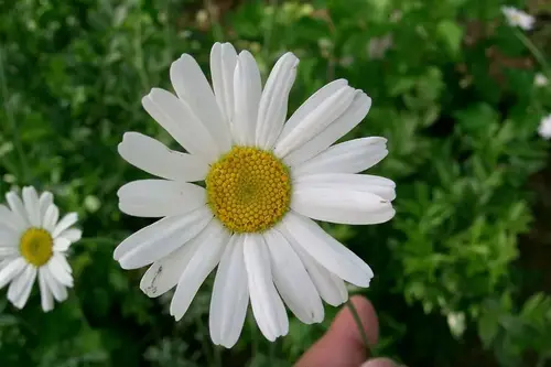 گل داوودی پیرتروم