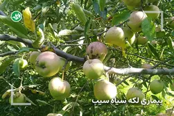 بیماری لکه سیاه درخت سیب