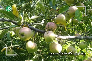 بیماری لکه سیاه درخت سیب