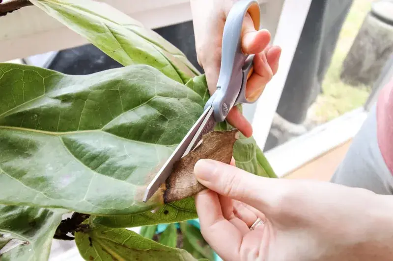 بریدن نوک قهوه ای و خشک برگ گیاه